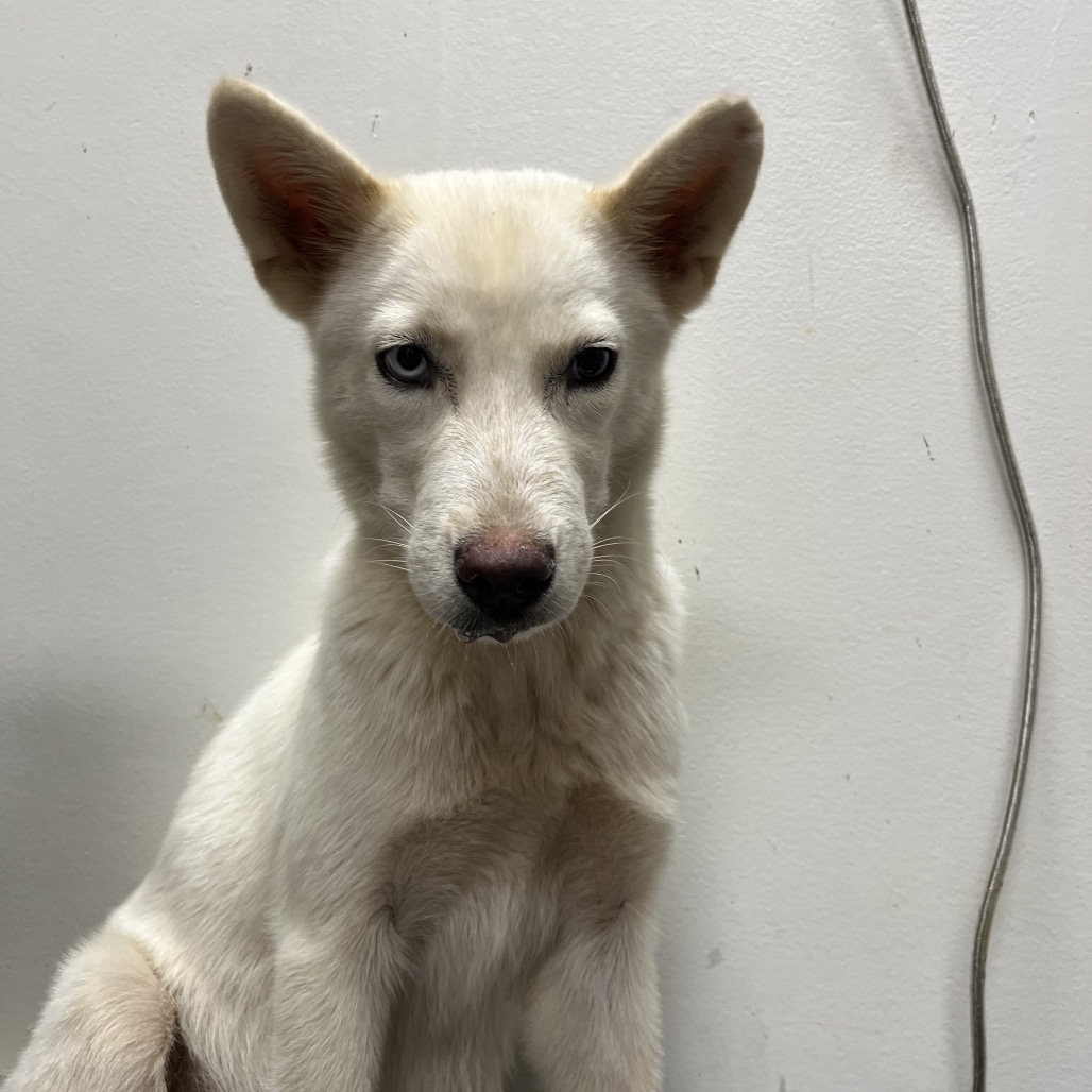 Siberian Husky