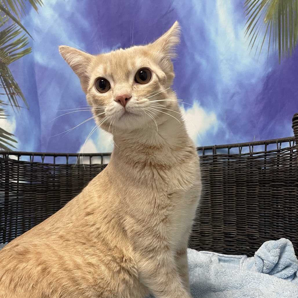 OLIVER - Domestic Shorthair available for adoption