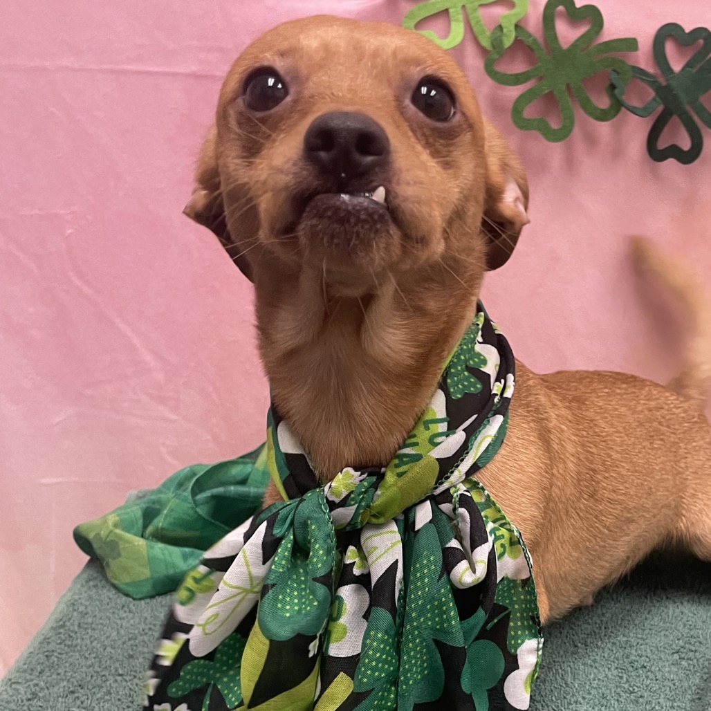 Meyer — thumbnail 2