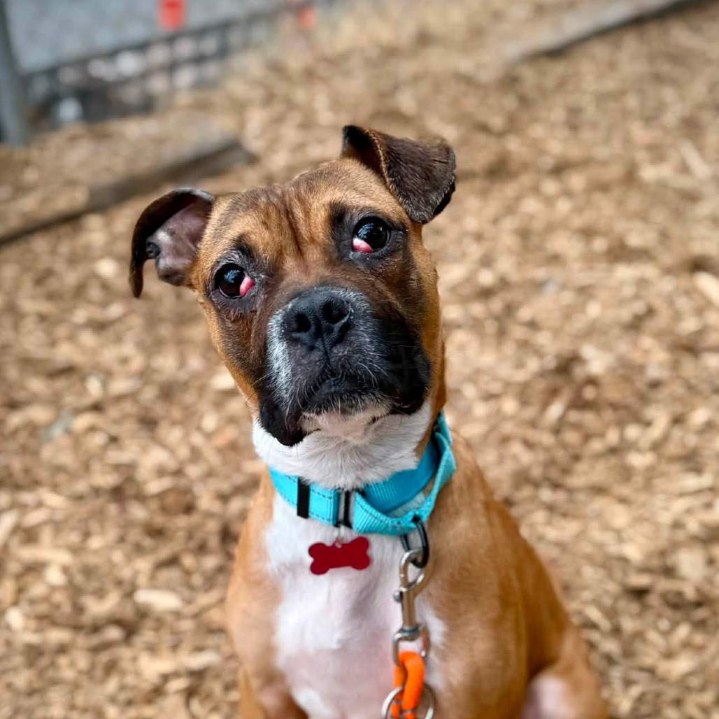 Boxer
