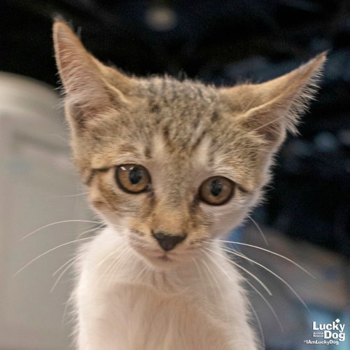 TINY KIT KAT - Domestic Shorthair available for adoption