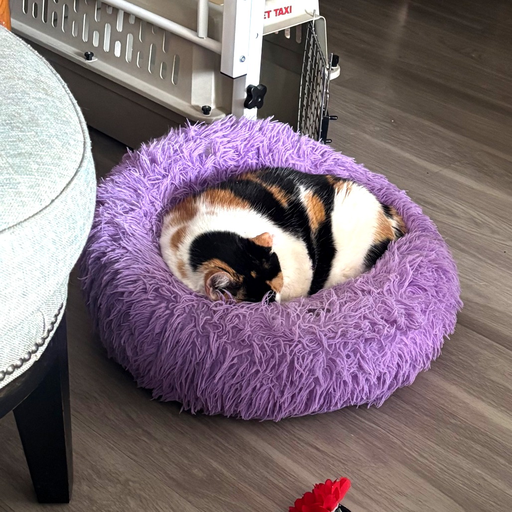 Chrissy — thumbnail 9