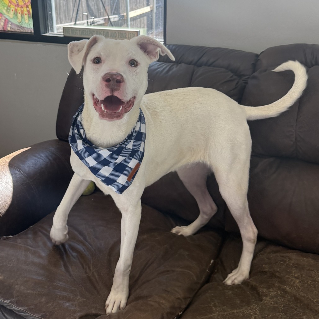 Oklahoma Rescue Casper is available for adoption at Northern Oklahoma Humane Society