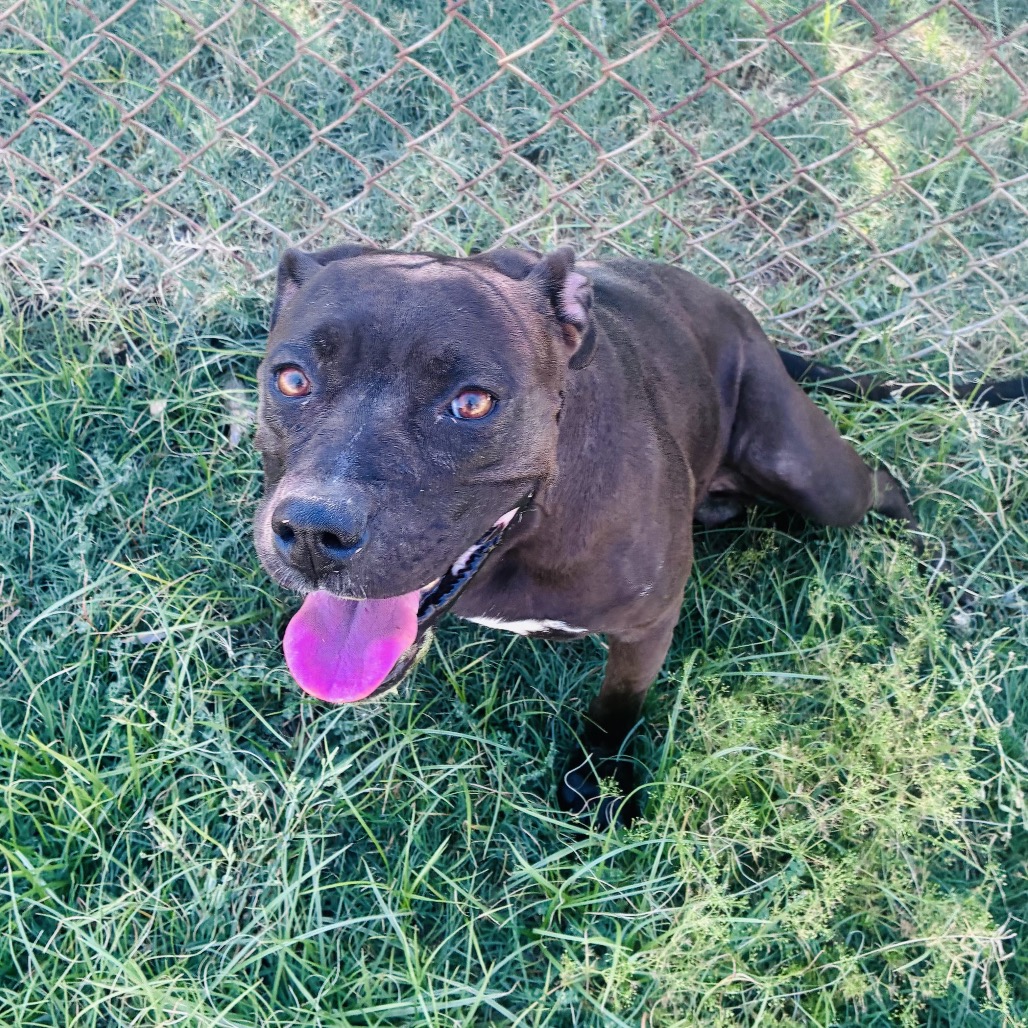 Pitty, photo 2