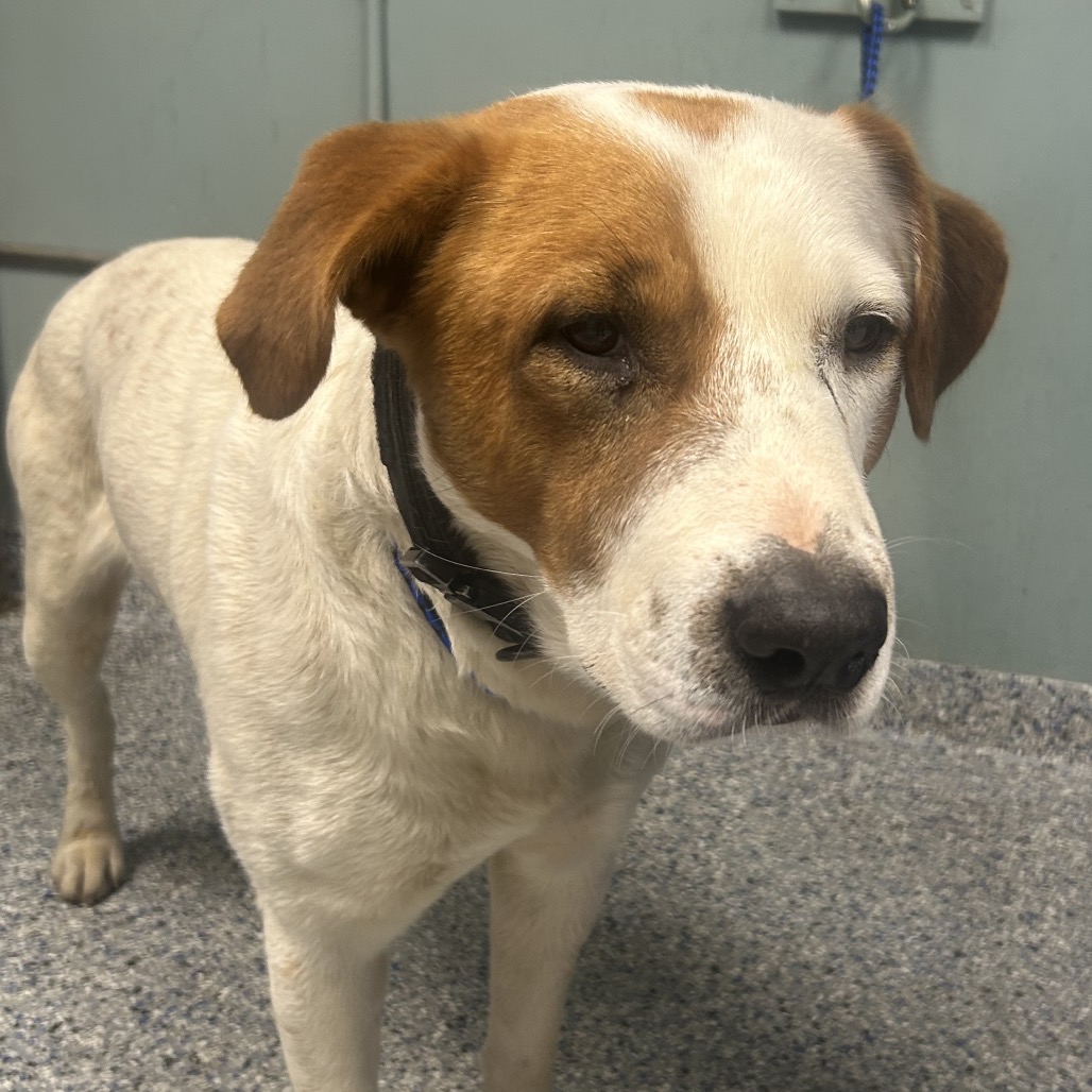 Seattle is available for adoption at Greenville County Animal Care