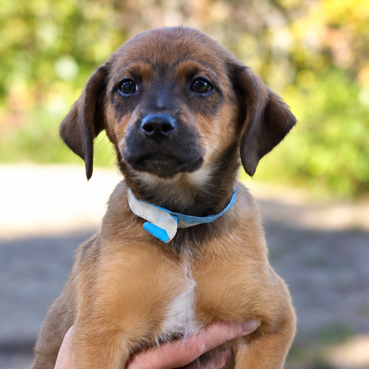 CT Grizzly avail Oct 10 (Petco- Enfield, CT)