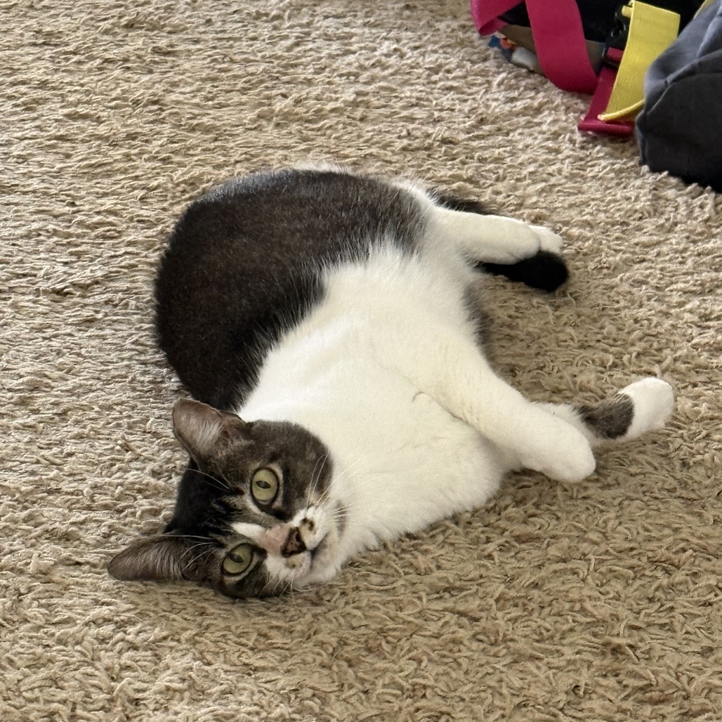 Adoptable Cats — Footbridge Foundation - San Antonio Animal Rescue and Pet  Adoption Service.