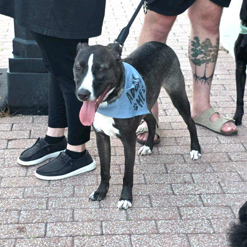 Jack, photo 20