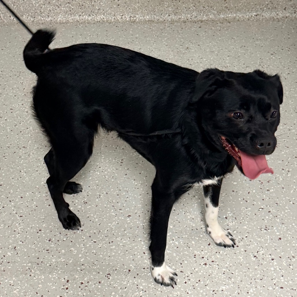 Ballerina — thumbnail 2