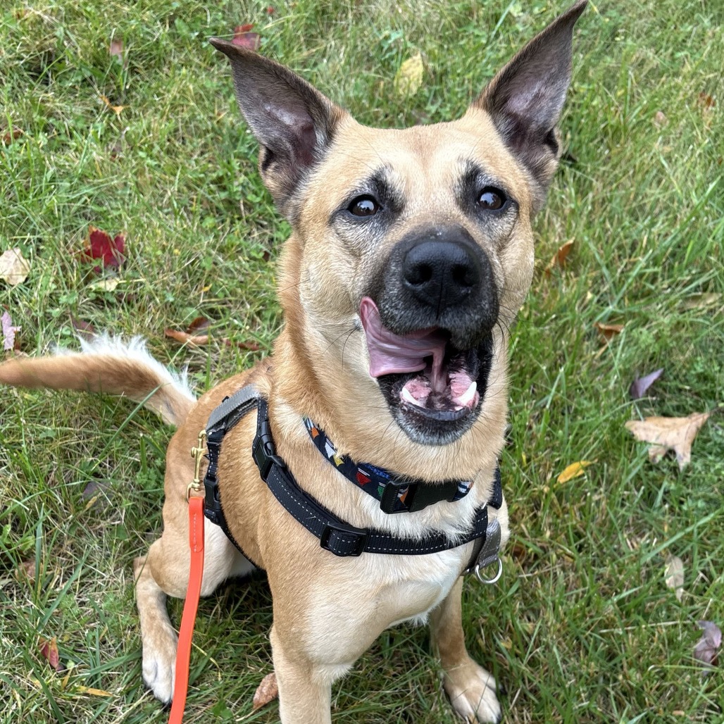 Goofy, photo 11