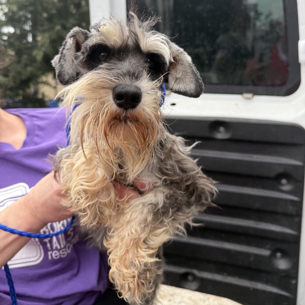 Schnauzer