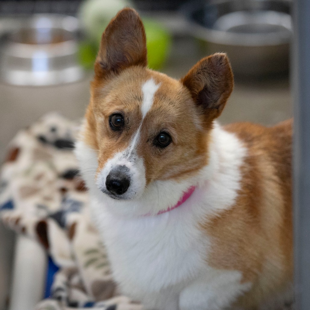 CHOWDER (AG26-287) - Corgi / Pembroke Welsh available for adoption