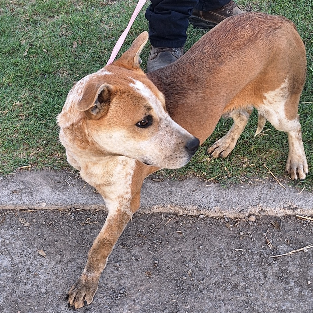 Almond Joy — thumbnail 9