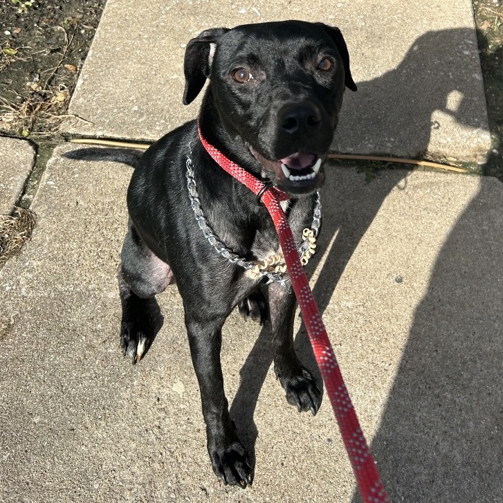 LUNA - Retriever, Labrador / Mix available for adoption