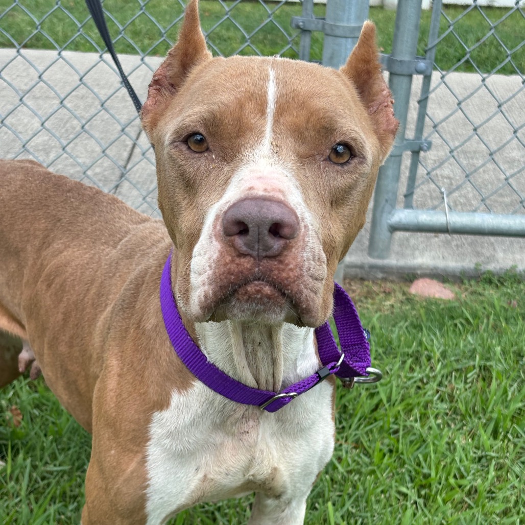 MAMACITA - Terrier, Pit Bull / Mix available for adoption