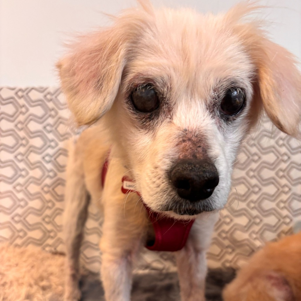 Lovelight 13765 — thumbnail 5