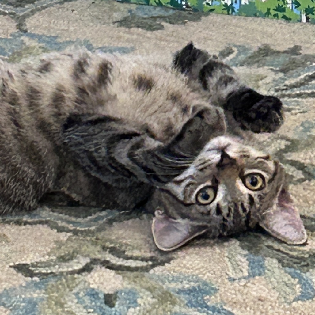 Clover, photo 3