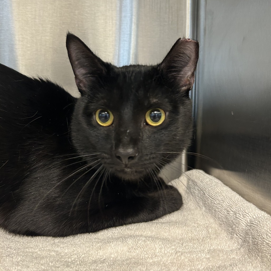 BECKHAM - Domestic Shorthair available for adoption