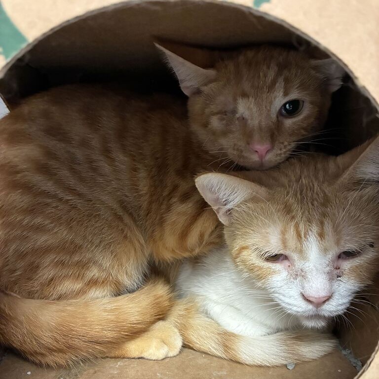 BANANA - Domestic Shorthair available for adoption