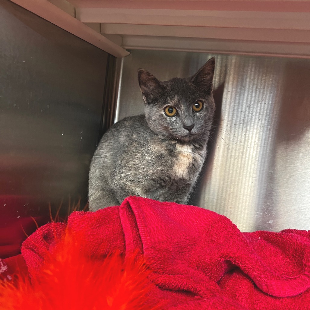 Photo of Velvet