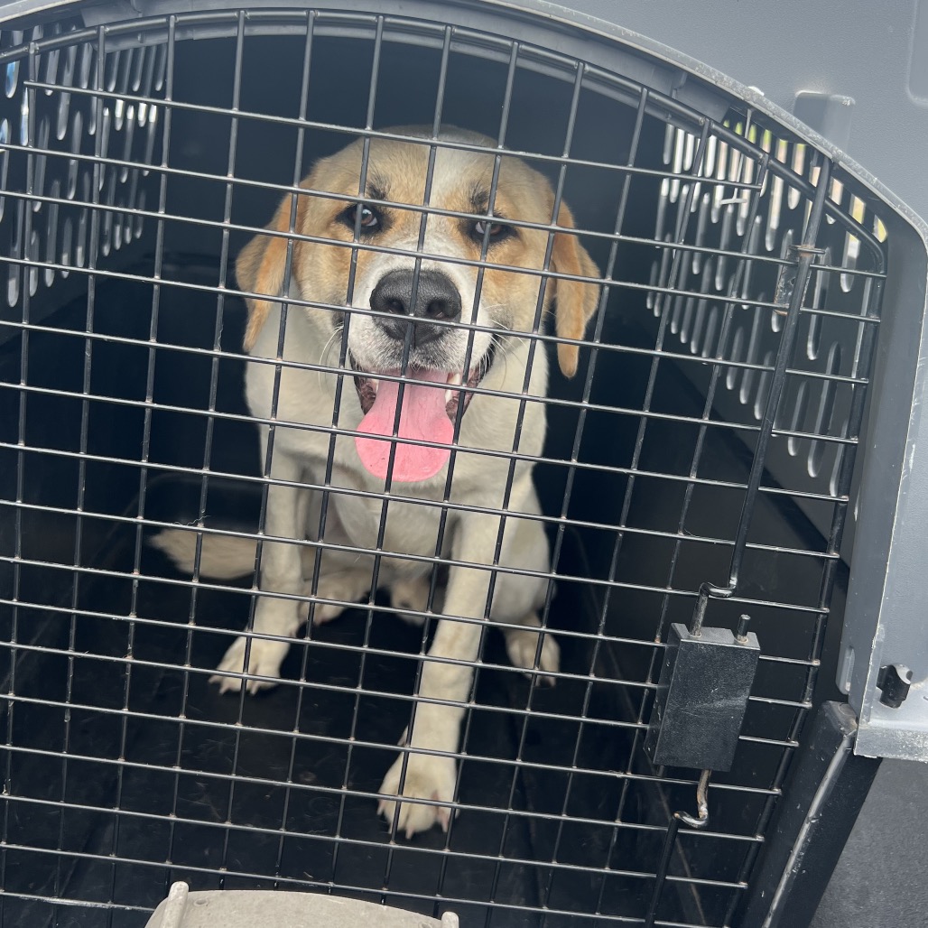Ruben, an adoptable dog at SPCA-BC