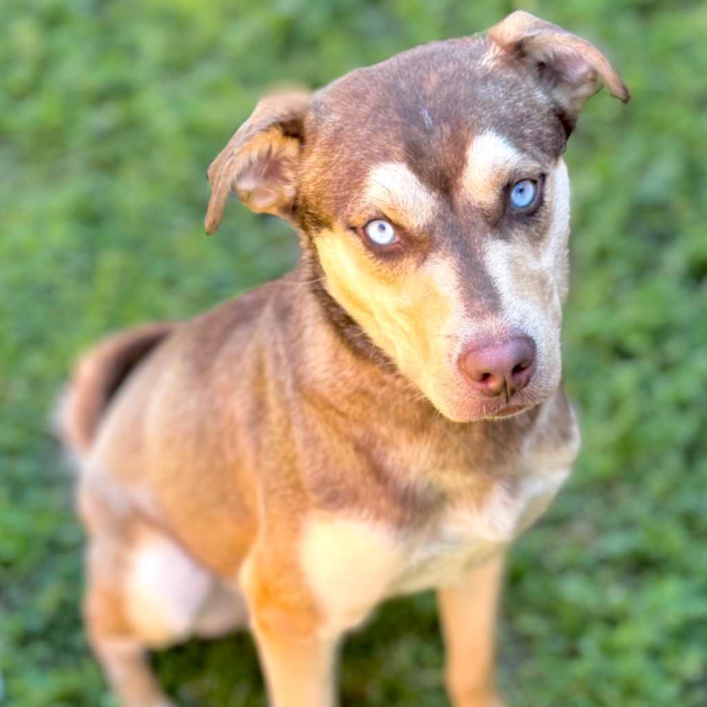 Kennel#19 Luca's preview photo