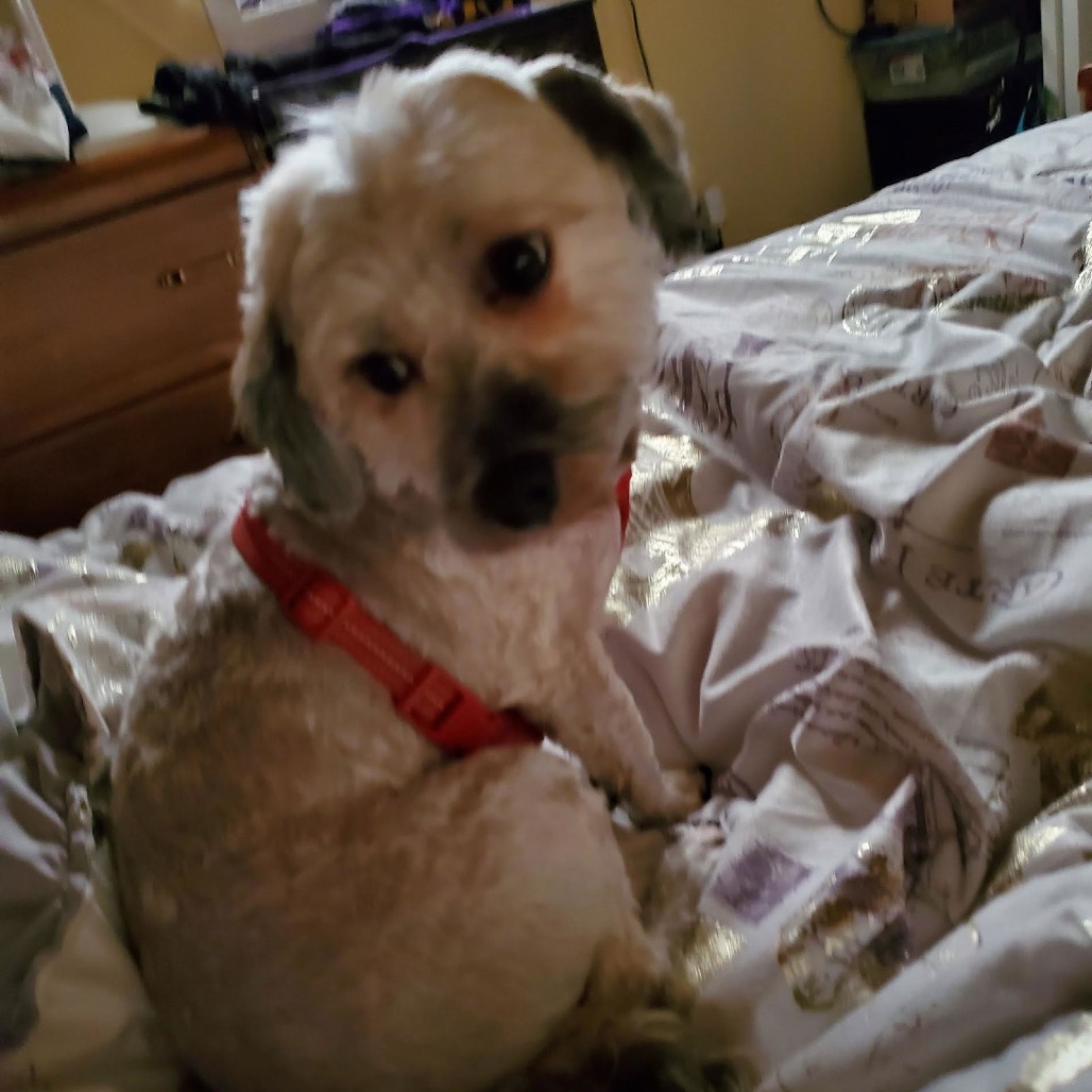 Romeo D10431, photo 6