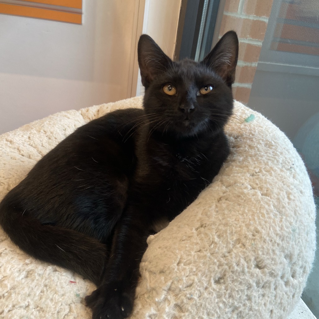 ALLIE - Domestic Shorthair available for adoption
