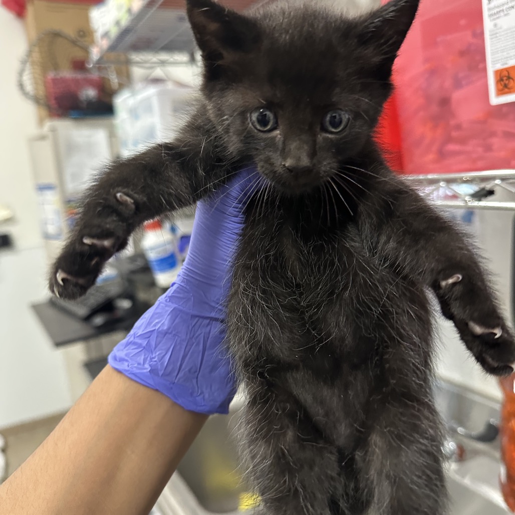 BARREL - Domestic Shorthair / Domestic Shorthair available for adoption