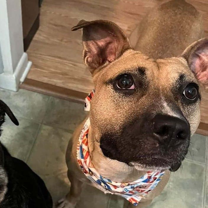 Fanboy — thumbnail 9