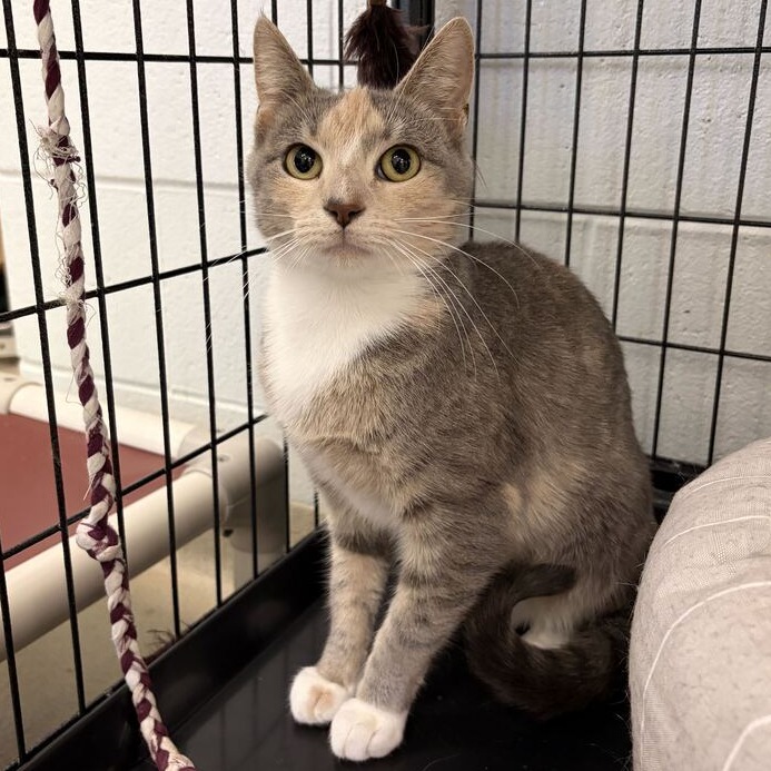PEACHES - Domestic Shorthair available for adoption
