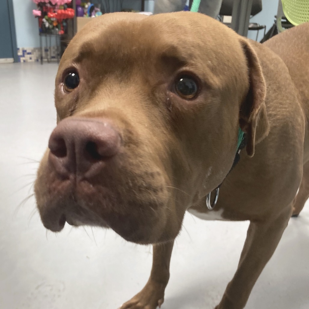 Sugar — thumbnail 2