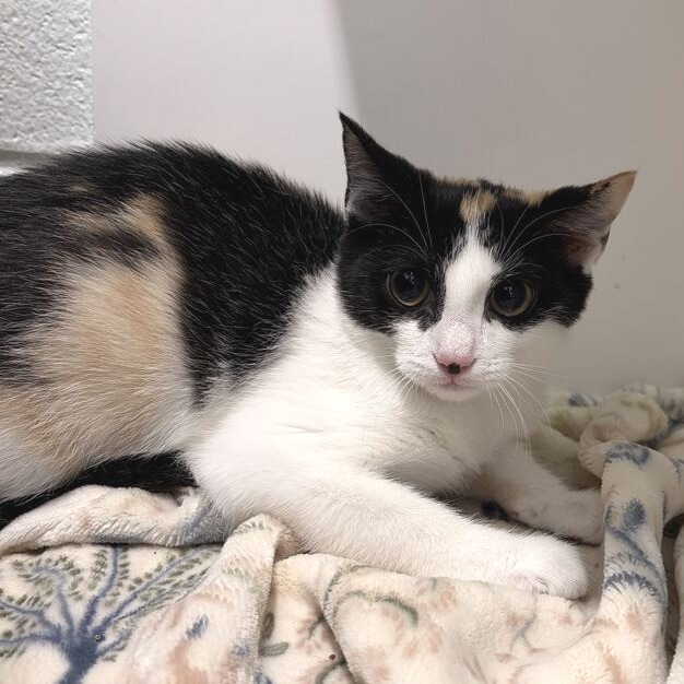 EVVIE - Domestic Shorthair available for adoption