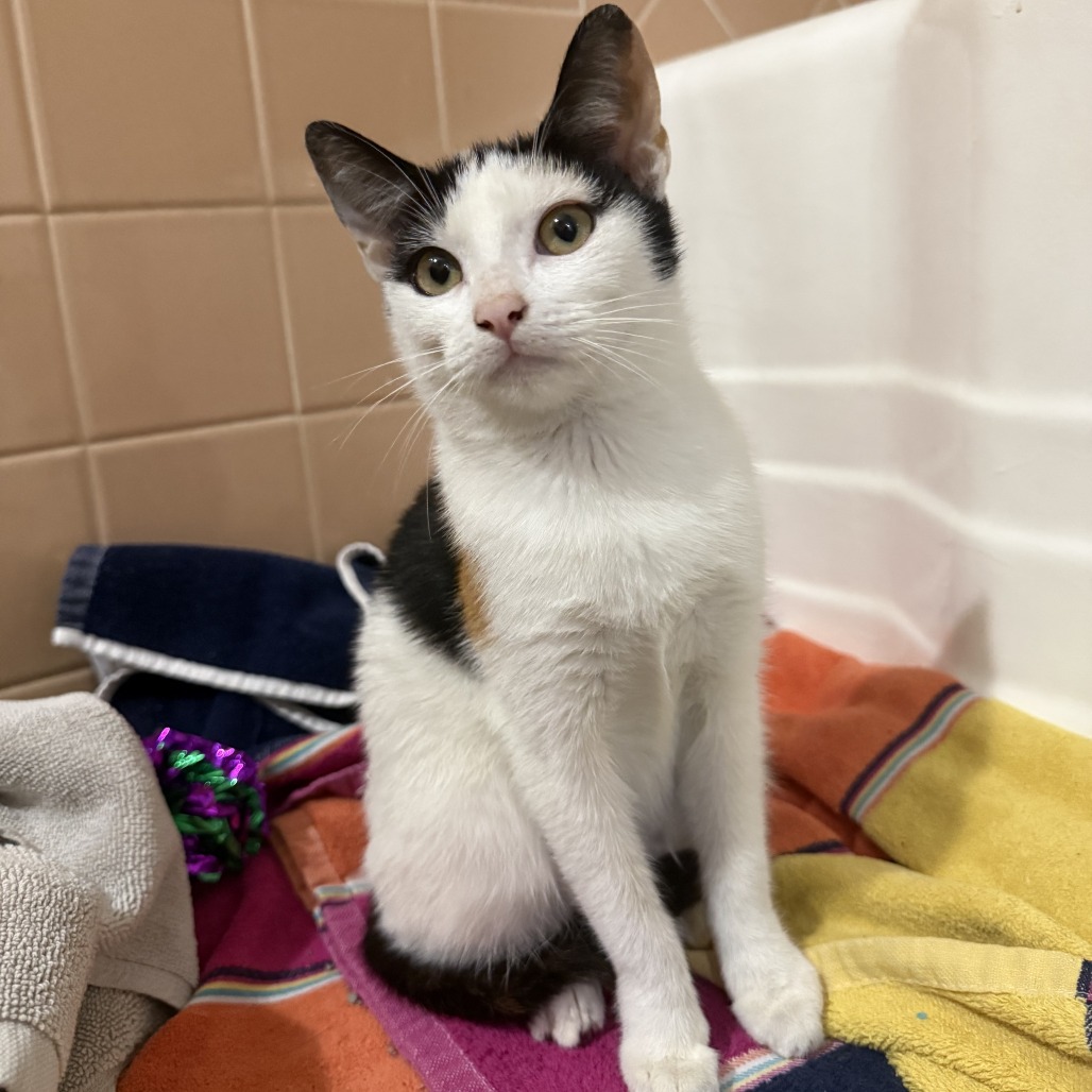 ROBIN (BONDED WITH BATMAN) - Domestic Shorthair / Unknown available for adoption