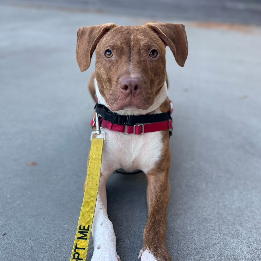 Patch — thumbnail 5