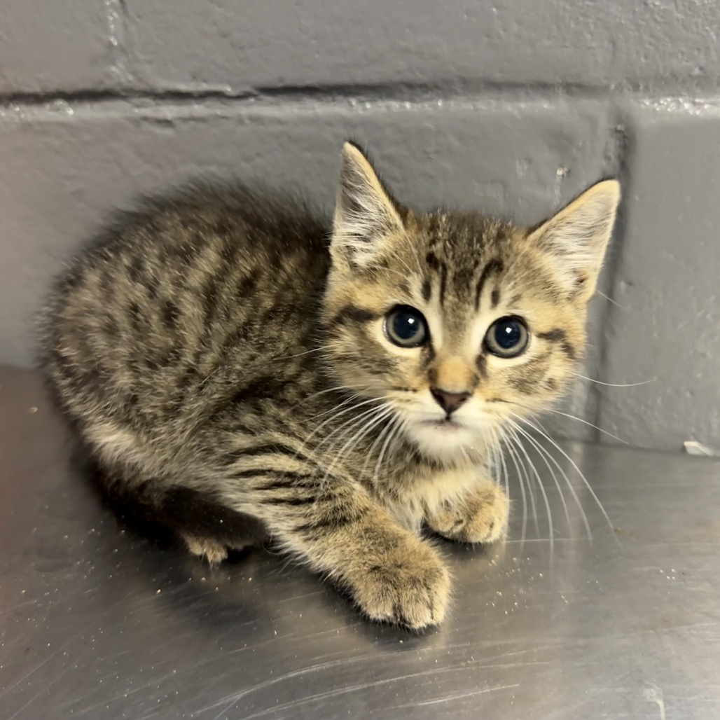 Tusc Stray 84551