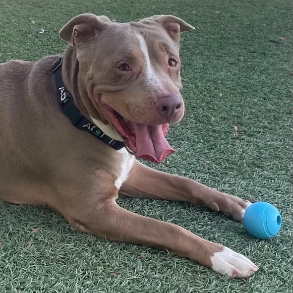 LALA - Terrier / Pit Bull available for adoption