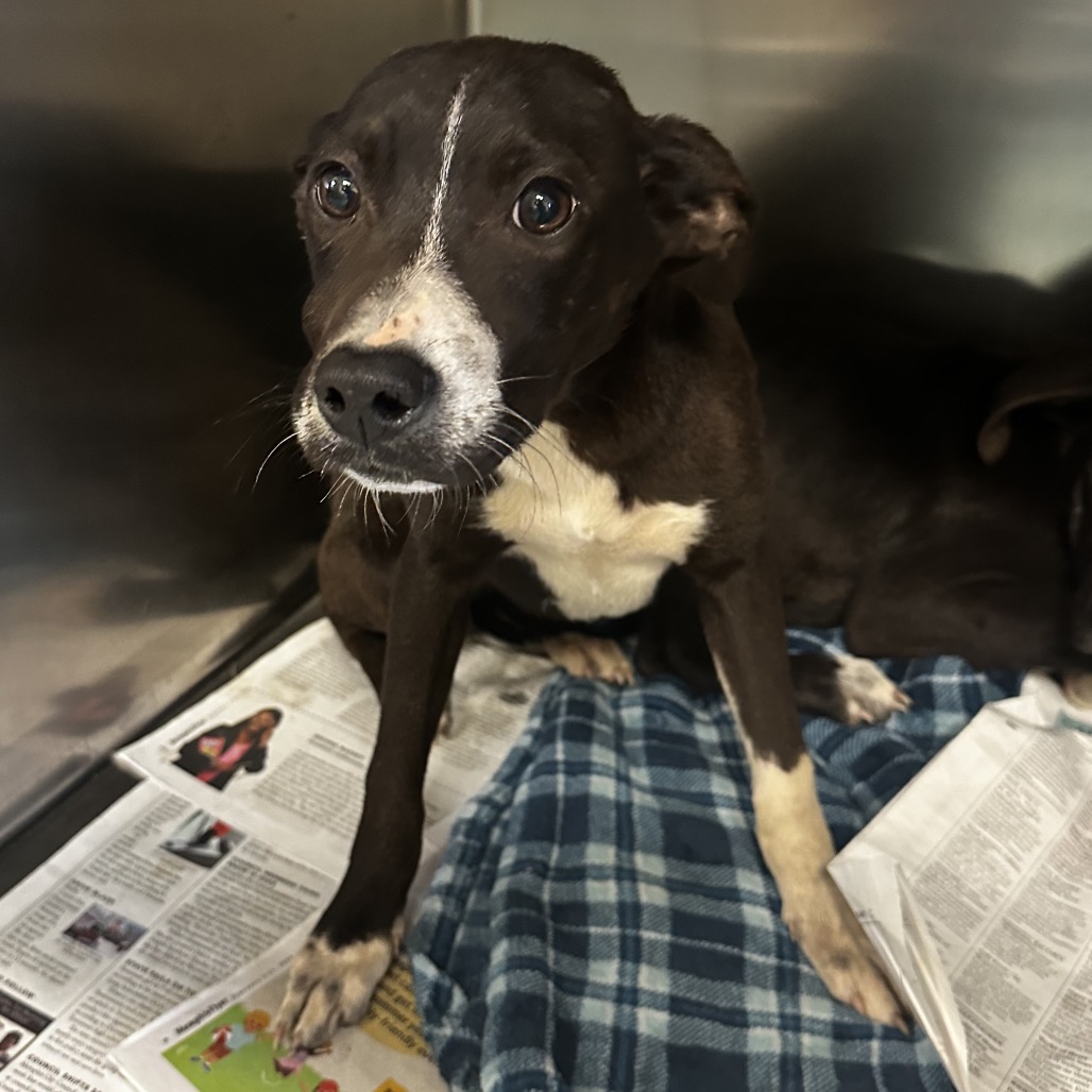 McDouble — thumbnail 2