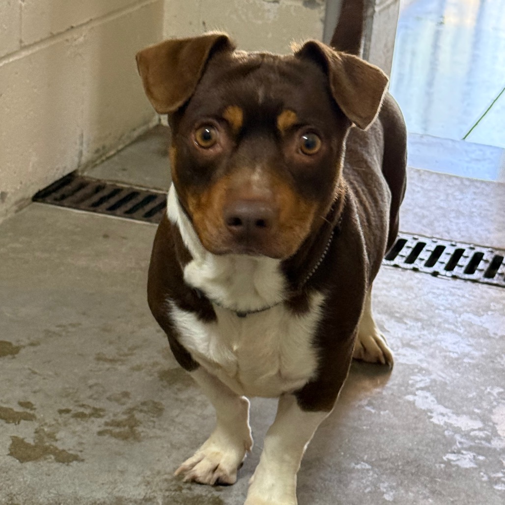 ZIGGY (BONDED WITH MAGNUS) - Terrier, Jack Russell / Mix available for adoption