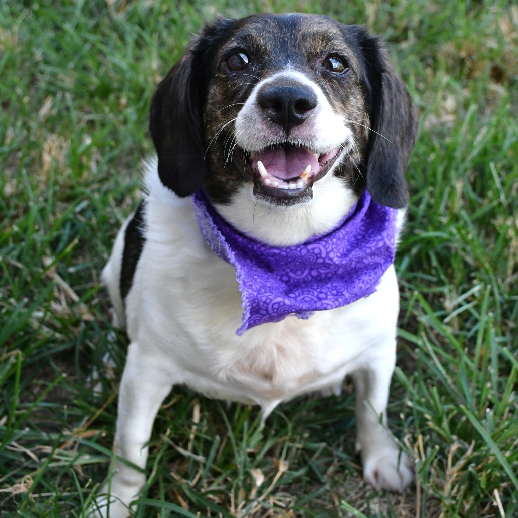TRUDY - Beagle available for adoption