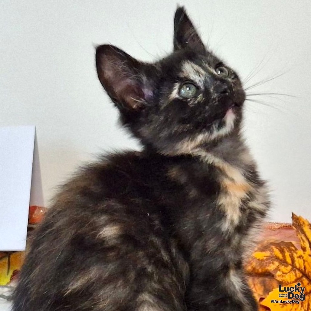 BELL - Domestic Shorthair available for adoption