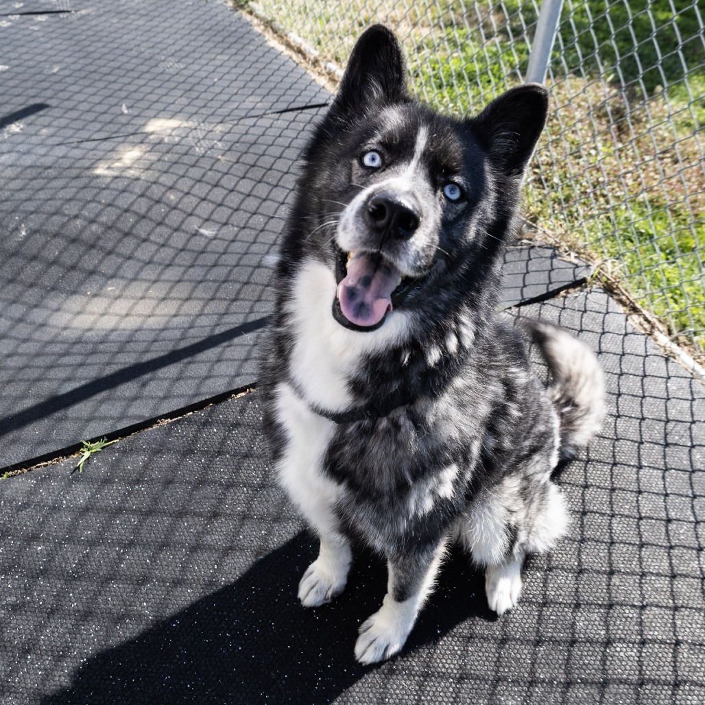 JAX - Husky / Chow Chow available for adoption