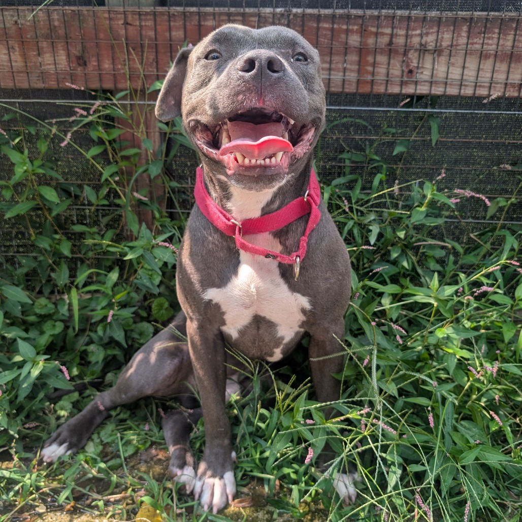 MARACAS - Terrier / American Pit Bull available for adoption