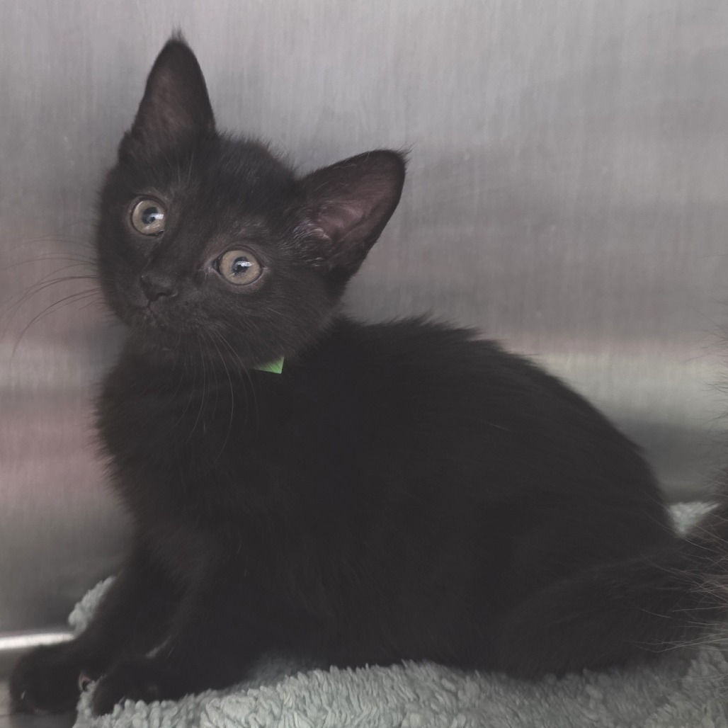 Bagheera