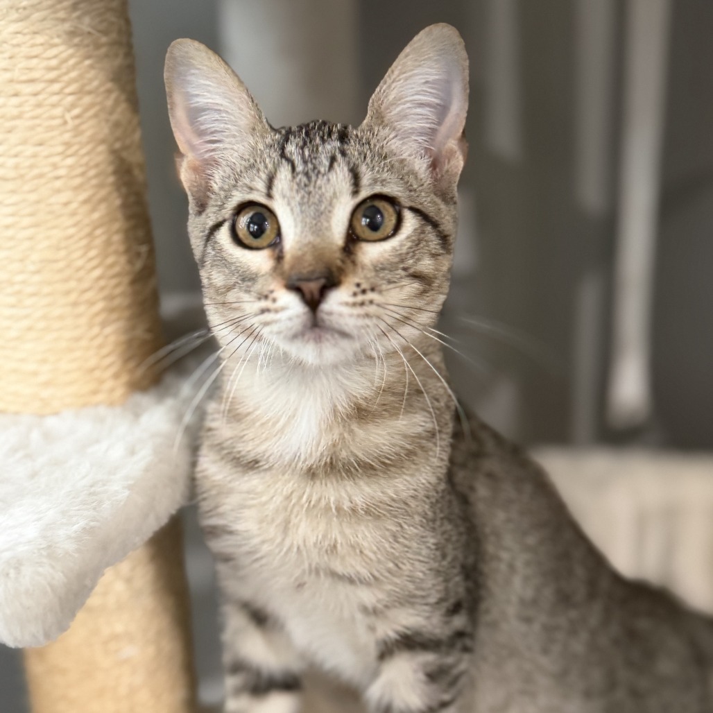 BOOBAFINA - Domestic Shorthair available for adoption