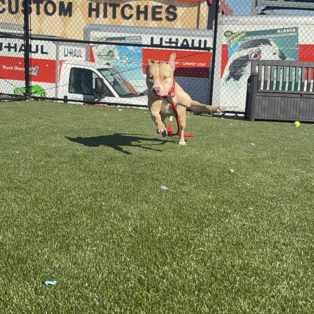 Aspen — thumbnail 5