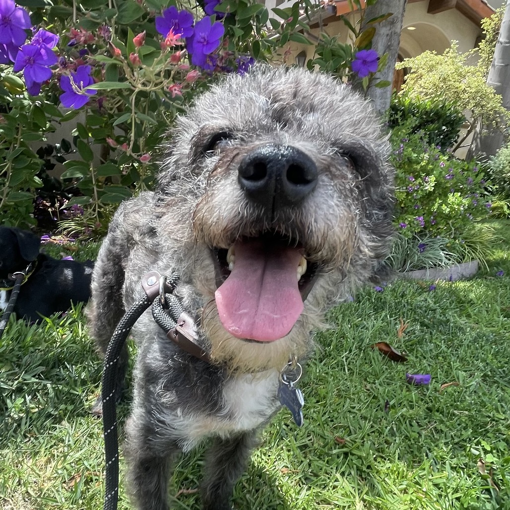Twinkle (bonded with Star) - Costa Mesa Location, photo 18