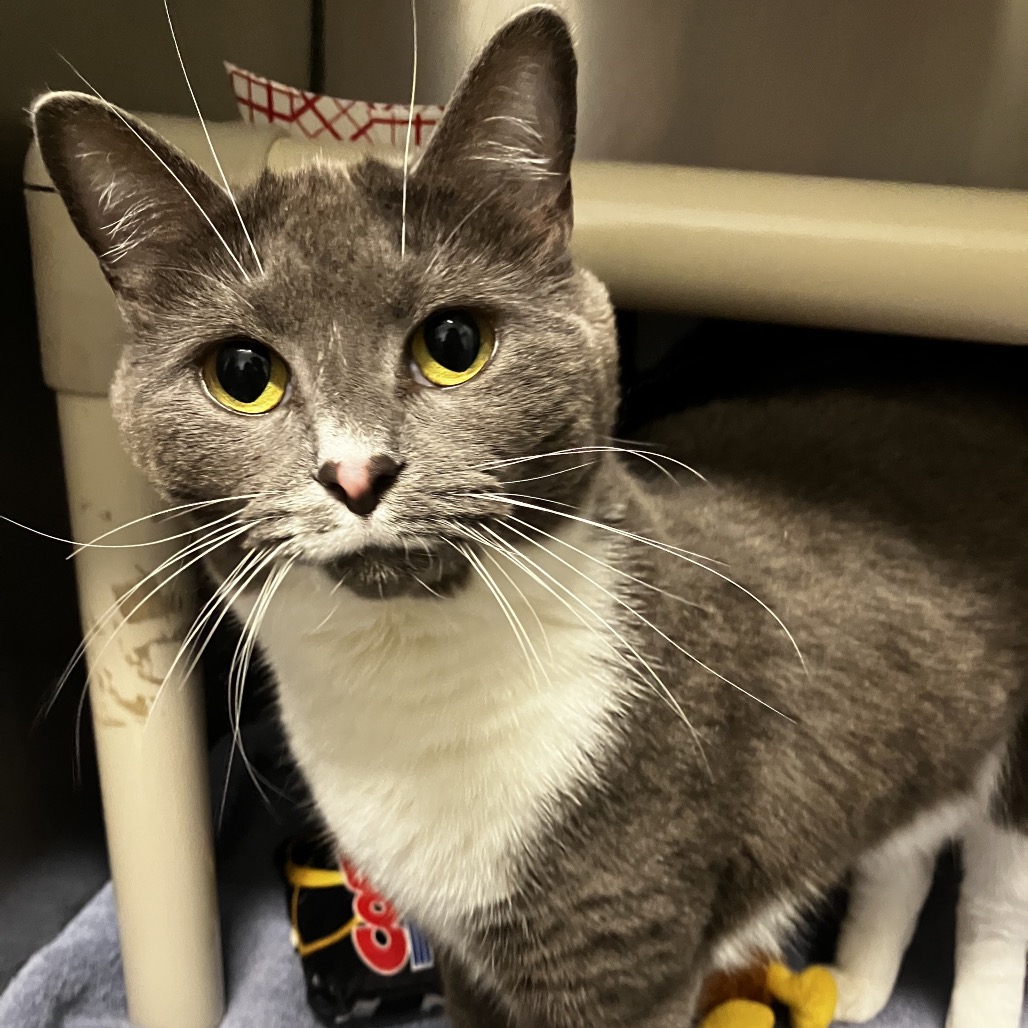 CHERRY - Domestic Shorthair available for adoption