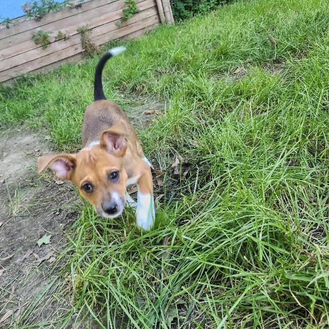 ALEXIS - Mixed Breed (Medium) available for adoption