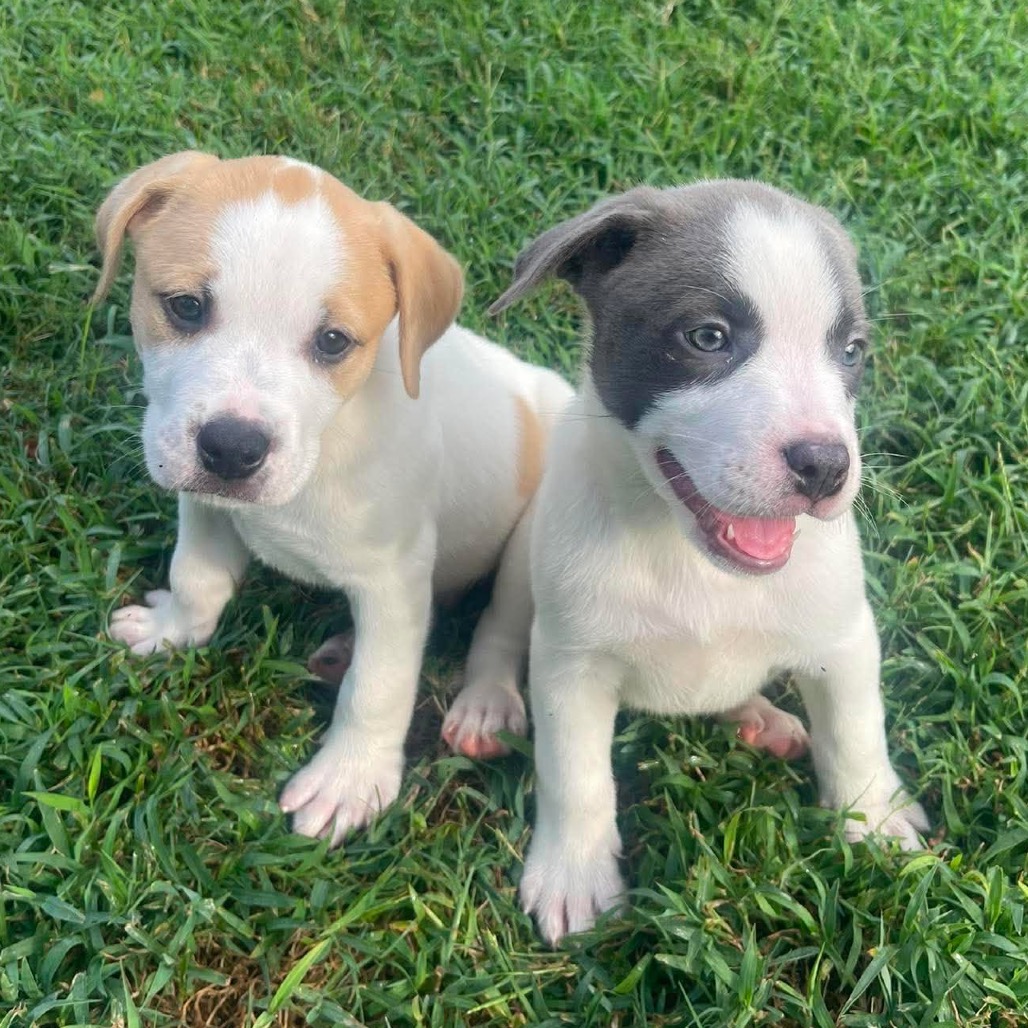 Isis, a Terrier, Pit Bull / Mixed Breed (Medium)